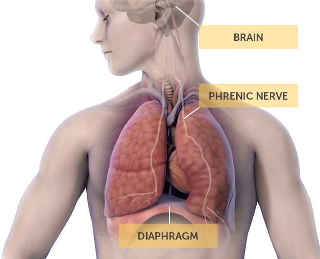 human anatomy of brain, phrenic nerve, and diaphragm